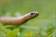 aufgerichtet... Blindschleiche *Anguis fragilis*