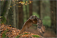 Flug durch den Herbstwald... Europäischer Uhu *Bubo bubo*