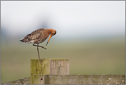 schön anzusehen... Uferschnepfe *Limosa limosa*