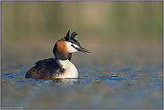 ein schöner Vogel... Haubentaucher *Podiceps cristatus*