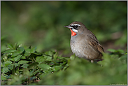 eine kleine Sensation... Rubinkehlchen *Luscinia calliope*