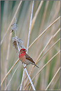 auf der Suche... Karmingimpel *Carpodacus erythrinus *