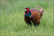 im hohen Gras... Jagdfasan *Phasianus colchicus*