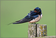 rückblickend... Rauchschwalbe *Hirundo rustica*