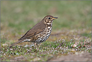 am Boden... Singdrossel *Turdus philomelos*