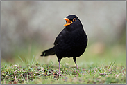 schöner Gesang... Amsel *Turdus merula*