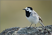 schwarz-weiß... Bachstelze *Motacilla alba*