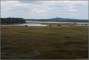 Blick über Schwingrasenflächen des Stora Gungflyet... Store Mosse *Schweden*