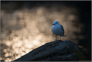 zum Sonnenuntergang... Sturmmöwe *Larus canus*