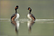 Balztanz... Schwarzhalstaucher *Podiceps nigricollis*