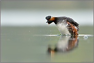 Schüttler... Schwarzhalstaucher *Podiceps nigricollis*