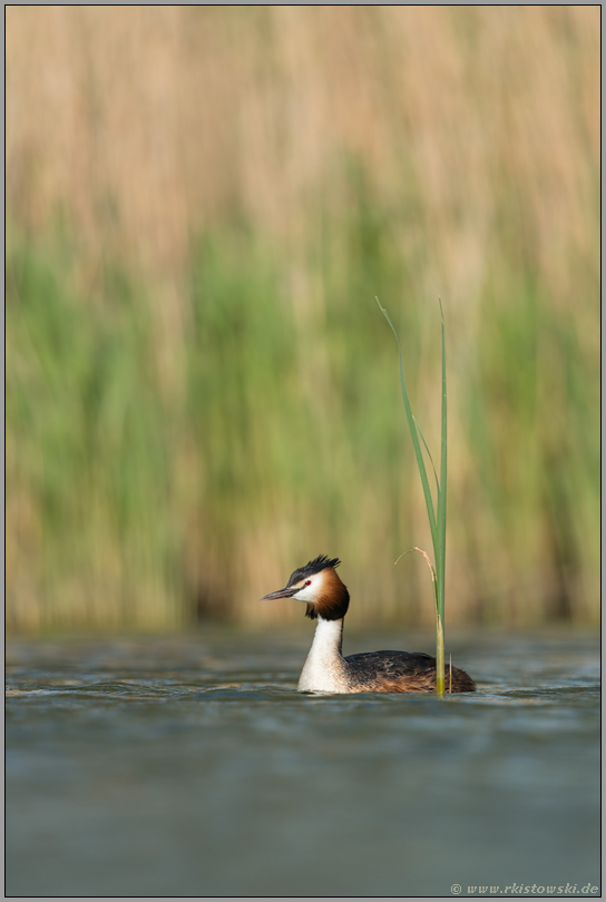 das Schilf wächst... Haubentaucher *Podiceps cristatus*