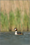 das Schilf wächst... Haubentaucher *Podiceps cristatus*