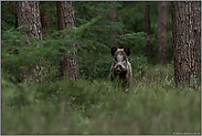 für einen Moment... Wildschwein *Sus scrofa*