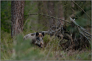 im dichten Unterholz... Wildschwein *Sus scrofa*