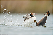 erbittert... Haubentaucher *Podiceps cristatus*