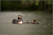 Regen prasselt... Haubentaucher *Podiceps cristatus*