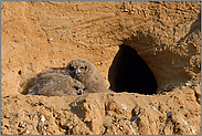 aneinandergekuschelt... Europäischer Uhu *Bubo bubo*