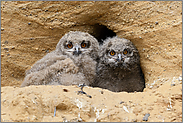 große Augen... Europäischer Uhu *Bubo bubo*