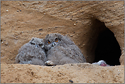 im Nestlingsstadium... Europäischer Uhu *Bubo bubo*