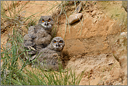 Abkühlungsbedarf... Europäischer Uhu *Bubo bubo*