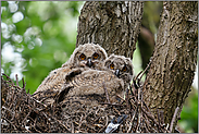 tief im Wald... Europäischer Uhu *Bubo bubo*