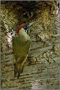 Hunger... Grünspecht *Picus viridis*