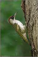 kletternd am Baum... Grünspecht *Picus viridis*