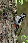 mit Futter im Schnabel... Buntspecht *Dendrocopos major*