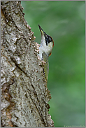 heimlich... Grünspecht *Picus viridis*