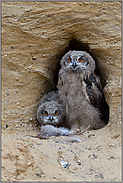 vor der Nisthöhle... Europäischer Uhu *Bubo bubo*