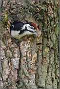 unmittelbar vor dem Ausflug... Buntspecht *Dendrocopos major*