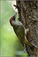 farbenprächtig... Grünspecht *Picus viridis*