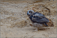 auf Wanderschaft... Europäischer Uhu *Bubo bubo*