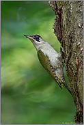 wachsam und scheu... Grünspecht *Picus viridis*