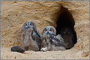 geduldig... Europäischer Uhu *Bubo bubo*