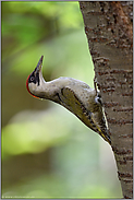 achtsam... Grünspecht *Picus viridis*