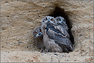 Triumvirat... Europäischer Uhu *Bubo bubo*