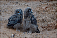 Größenunterschiede... Europäischer Uhu *Bubo bubo*