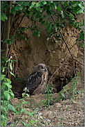 im Tagesversteck... Europäischer Uhu *Bubo bubo*