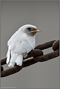 im Hochformat... Rauchschwalbe *Hirundo rustica*