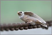 hungrig bettelnd... weisse Rauchschwalbe *Hirundo rustica*