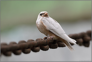 nicht ganz weiß... Rauchschwalbe *Hirundo rustica*