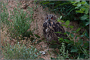 gut versteckt... Europäischer Uhu *Bubo bubo*