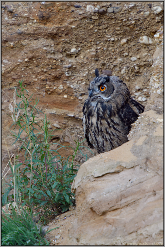 argwöhnisch... Europäischer Uhu *Bubo bubo*