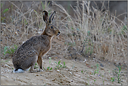 Häschen in der Grube...  Feldhase *Lepus europaeus*