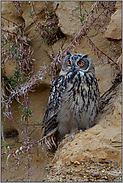 fragender Blick... Europäischer Uhu *Bubo bubo*