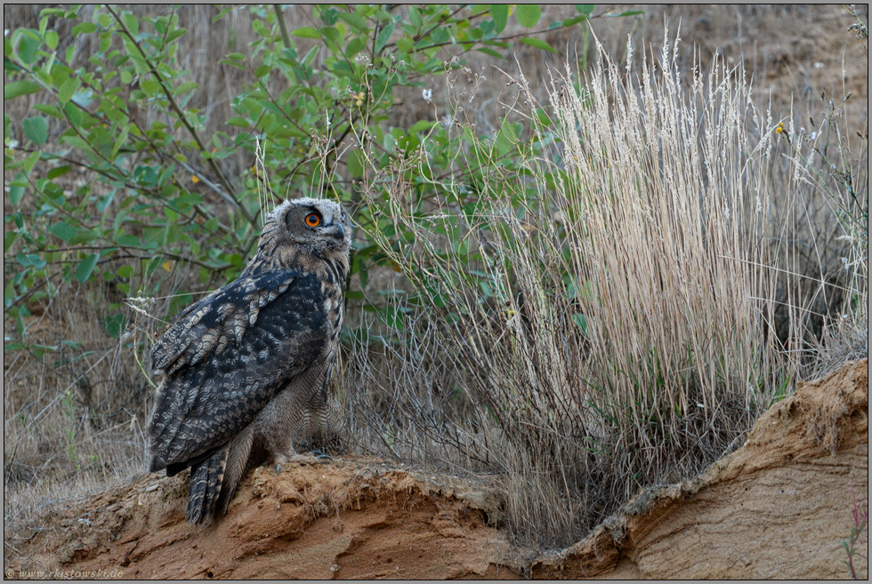 hoch oben auf dem Rand... Europäischer Uhu *Bubo bubo*, junger Uhu