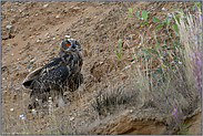 alles im Blick... Europäischer Uhu *Bubo bubo* im Hang einer Kiesgrube