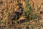 versteckt zwischen Disteln... Europäischer Uhu *Bubo bubo*